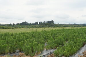 wild basil生産地