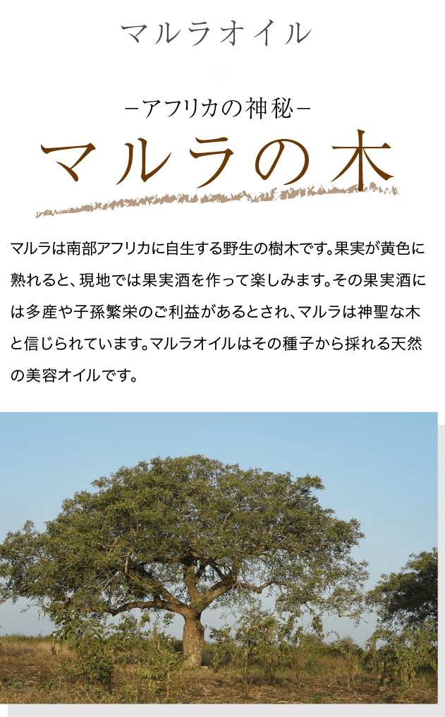 -アフリカの神木- マルラの木