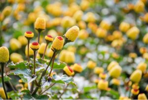 キバナオランダセンニチの花