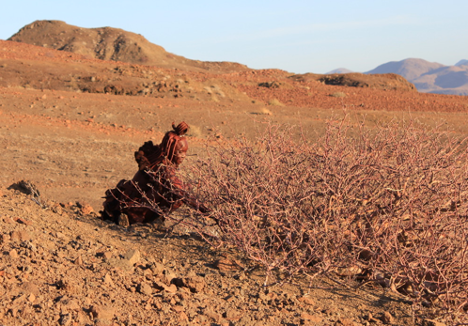 ミルラ樹脂を収穫するヒンバ族の女性