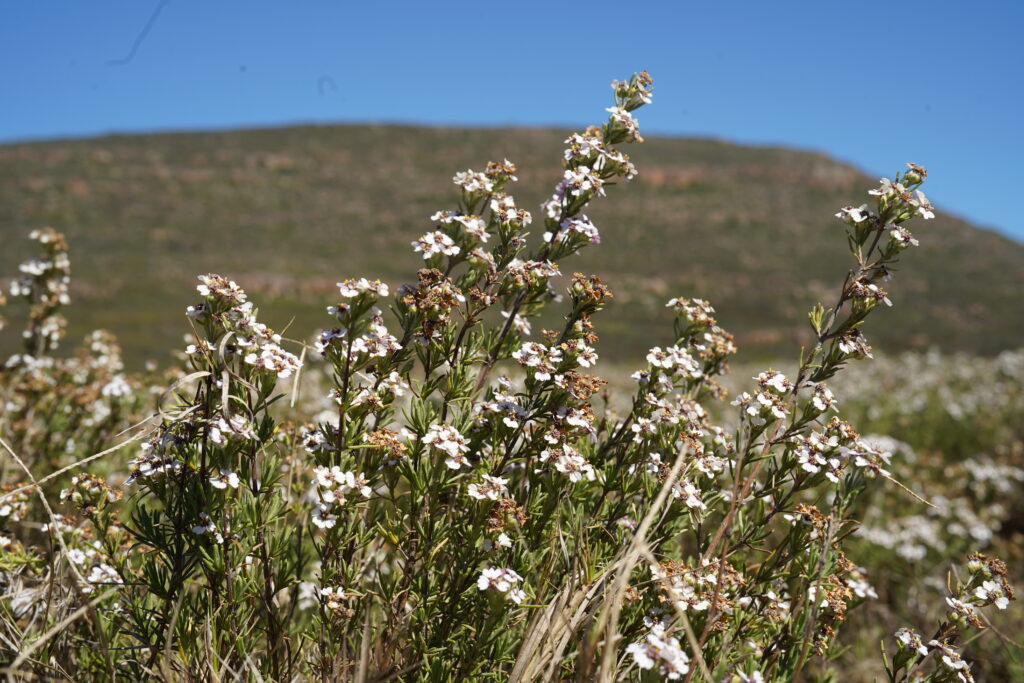 ケープカモミール