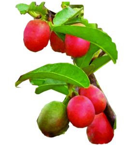 キシメニアオイル