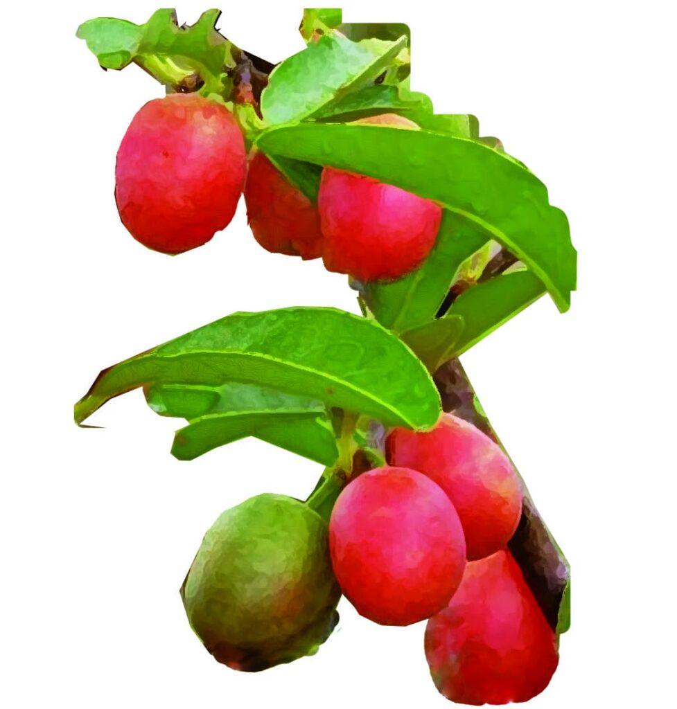 キシメニアオイル