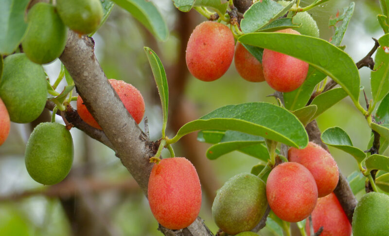 ハマナツメモドキ