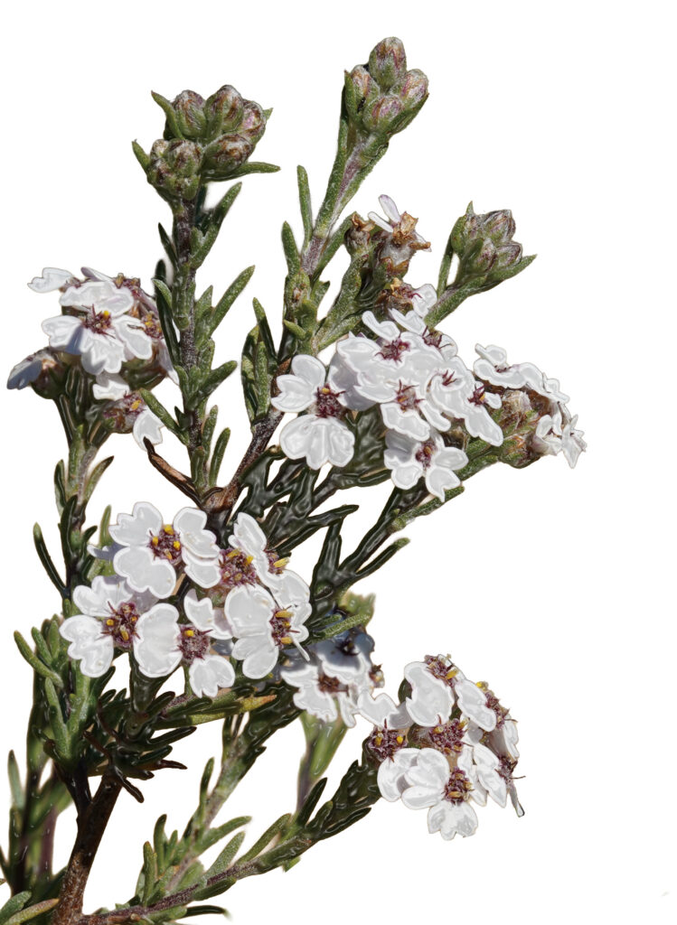 ケープカモミール