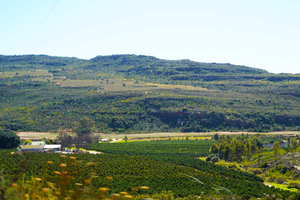 南アフリカ　ケープ地方